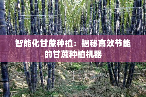 智能化甘蔗种植:揭秘高效节能的甘蔗种植机器 智能化甘蔗种植:揭秘高效节能的甘蔗种植机器