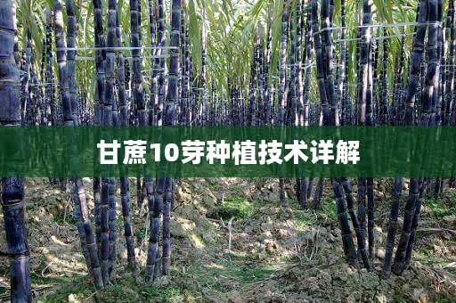 甘蔗10芽种植技术详解 甘蔗10芽种植技术详解