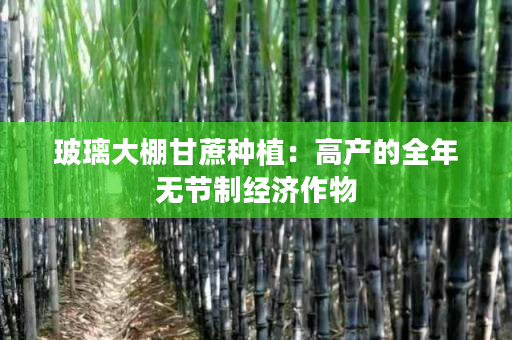 玻璃大棚甘蔗种植:高产的全年无节制经济作物 玻璃大棚甘蔗种植:高产的全年无节制经济作物