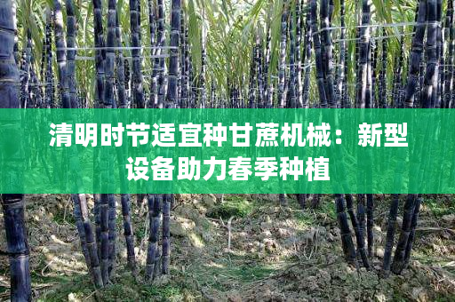 清明时节适宜种甘蔗机械：新型设备助力春季种植