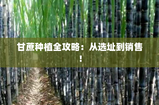 甘蔗种植全攻略:从选址到销售! 甘蔗种植全攻略:从选址到销售!