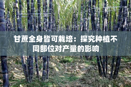 甘蔗全身皆可栽培:探究种植不同部位对产量的影响 甘蔗全身皆可栽培:探究种植不同部位对产量的影响