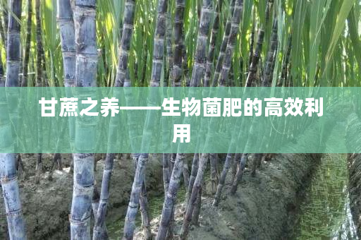 甘蔗之养——生物菌肥的高效利用 甘蔗之养——生物菌肥的高效利用