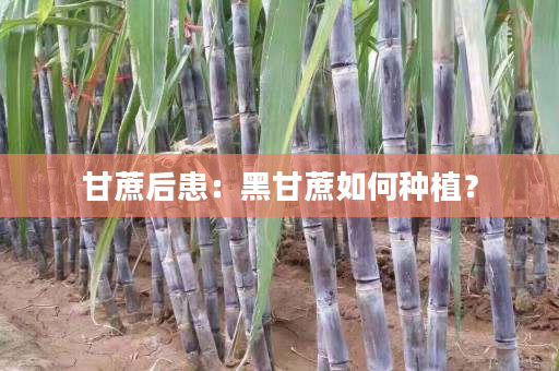 甘蔗后患:黑甘蔗如何种植? 甘蔗后患:黑甘蔗如何种植?
