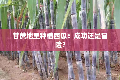 甘蔗地里种植西瓜：成功还是冒险？