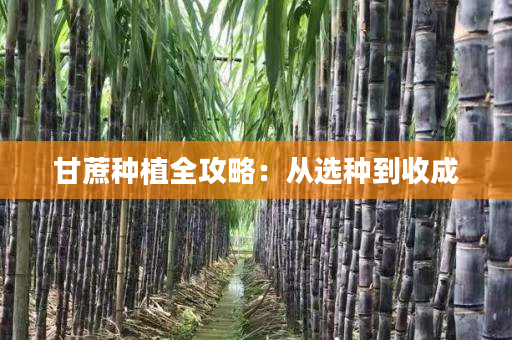 甘蔗种植全攻略:从选种到收成 甘蔗种植全攻略:从选种到收成