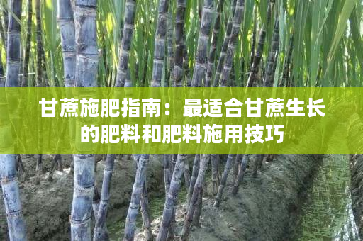 甘蔗施肥指南:最适合甘蔗生长的肥料和肥料施用技巧 甘蔗施肥指南:最适合甘蔗生长的肥料和肥料施用技巧