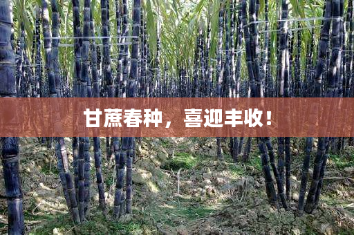 甘蔗春种,喜迎丰收! 甘蔗春种,喜迎丰收!