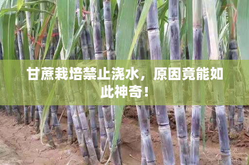 甘蔗栽培禁止浇水,原因竟能如此神奇! 甘蔗栽培禁止浇水,原因竟能如此神奇!