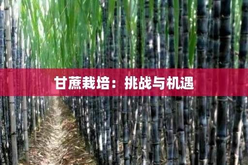 甘蔗栽培:挑战与机遇 甘蔗栽培:挑战与机遇