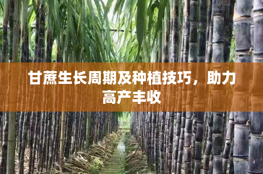 甘蔗生长周期及种植技巧,助力高产丰收 甘蔗生长周期及种植技巧,助力高产丰收