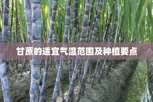 甘蔗的适宜气温范围及种植要点 甘蔗的适宜气温范围及种植要点