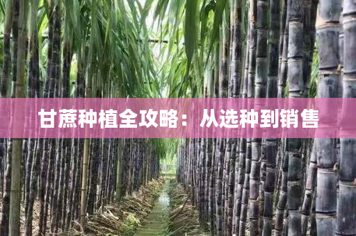 甘蔗种植全攻略:从选种到销售 甘蔗种植全攻略:从选种到销售