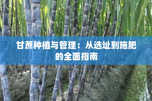 甘蔗种植与管理:从选址到施肥的全面指南 甘蔗种植与管理:从选址到施肥的全面指南