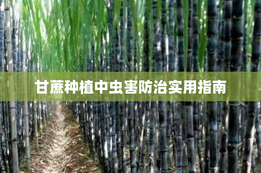 甘蔗种植中虫害防治实用指南 甘蔗种植中虫害防治实用指南