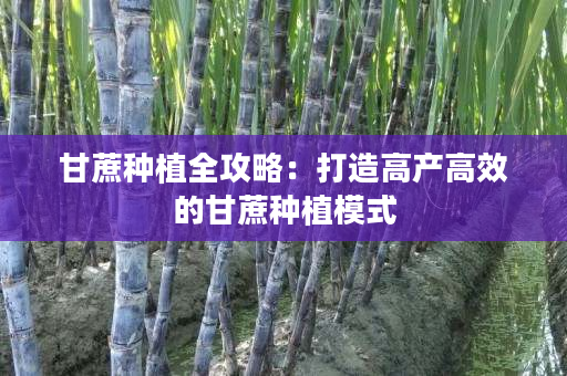 甘蔗种植全攻略:打造高产高效的甘蔗种植模式 甘蔗种植全攻略:打造高产高效的甘蔗种植模式