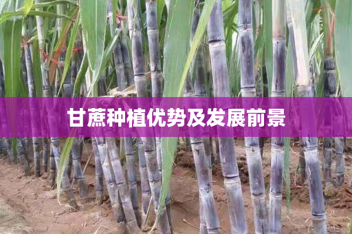 甘蔗种植优势及发展前景 甘蔗种植优势及发展前景
