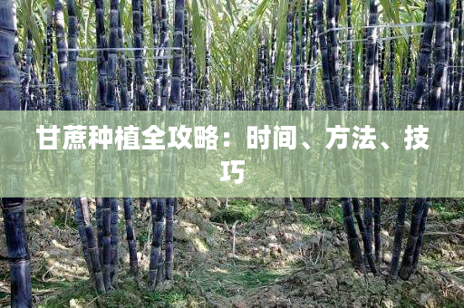 甘蔗种植全攻略:时间、方法、技巧 甘蔗种植全攻略:时间、方法、技巧