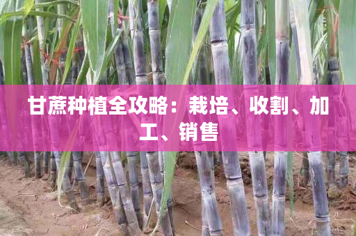 甘蔗种植全攻略:栽培、收割、加工、销售 甘蔗种植全攻略:栽培、收割、加工、销售