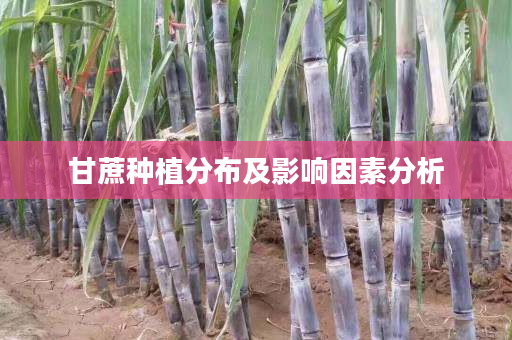 甘蔗种植分布及影响因素分析 甘蔗种植分布及影响因素分析