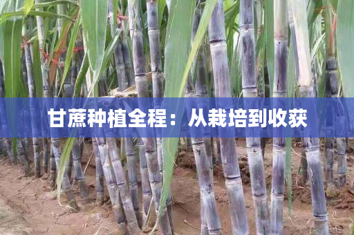 甘蔗种植全程:从栽培到收获 甘蔗种植全程:从栽培到收获