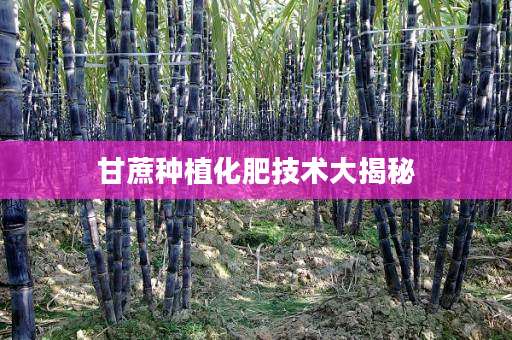 甘蔗种植化肥技术大揭秘 甘蔗种植化肥技术大揭秘