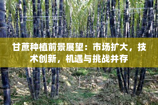 甘蔗种植前景展望:市场扩大,技术创新,机遇与挑战并存 甘蔗种植前景展望:市场扩大,技术创新,机遇与挑战并存