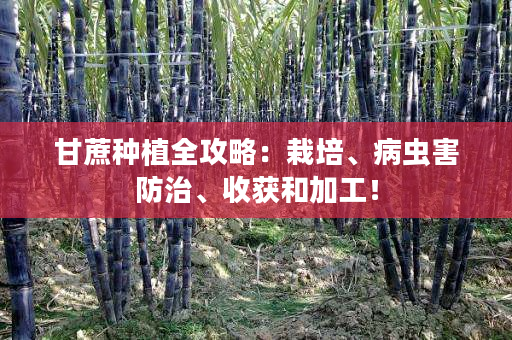 甘蔗种植全攻略:栽培、病虫害防治、收获和加工! 甘蔗种植全攻略:栽培、病虫害防治、收获和加工!