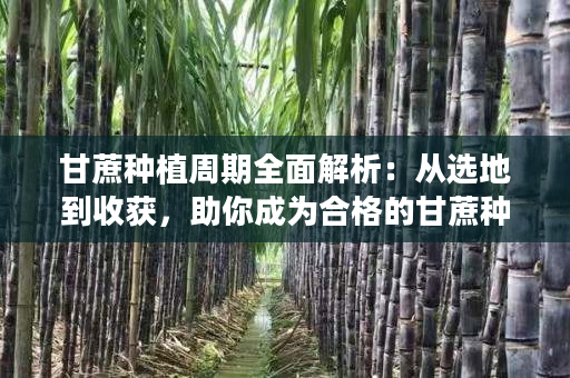 甘蔗种植周期全面解析:从选地到收获,助你成为合格的甘蔗种植者! 甘蔗种植周期全面解析:从选地到收获,助你成为合格的甘蔗种植者!