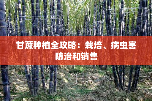 甘蔗种植全攻略:栽培、病虫害防治和销售 甘蔗种植全攻略:栽培、病虫害防治和销售