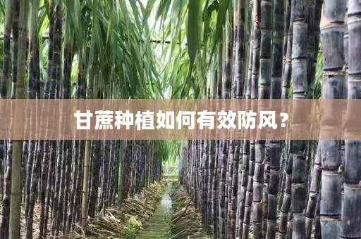 甘蔗种植如何有效防风? 甘蔗种植如何有效防风?