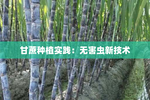 甘蔗种植实践:无害虫新技术 甘蔗种植实践:无害虫新技术