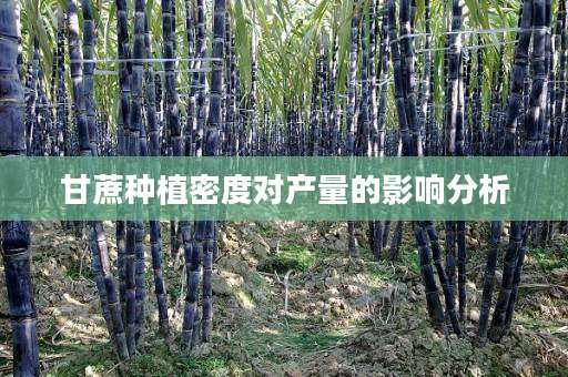 甘蔗种植密度对产量的影响分析 甘蔗种植密度对产量的影响分析