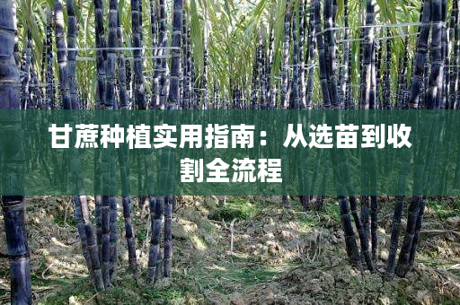 甘蔗种植实用指南:从选苗到收割全流程 甘蔗种植实用指南:从选苗到收割全流程