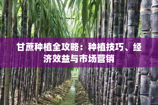 甘蔗种植全攻略:种植技巧、经济效益与市场营销 甘蔗种植全攻略:种植技巧、经济效益与市场营销