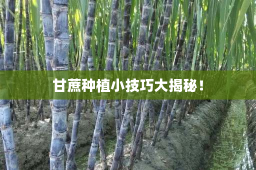 甘蔗种植小技巧大揭秘! 甘蔗种植小技巧大揭秘!