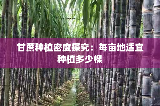 甘蔗种植密度探究：每亩地适宜种植多少棵