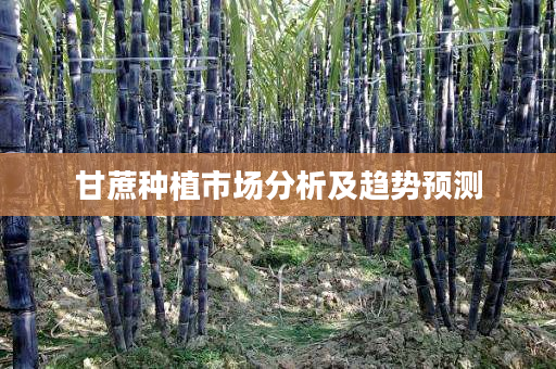 甘蔗种植市场分析及趋势预测 甘蔗种植市场分析及趋势预测