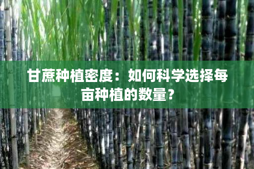 甘蔗种植密度：如何科学选择每亩种植的数量？