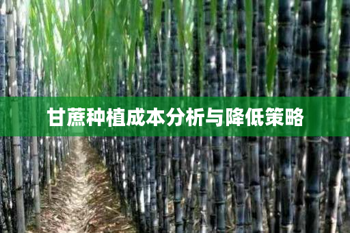 甘蔗种植成本分析与降低策略