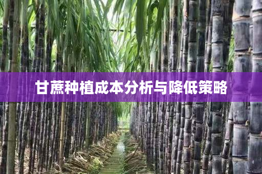 甘蔗种植成本分析与降低策略