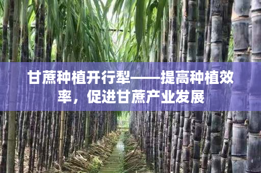 甘蔗种植开行犁——提高种植效率，促进甘蔗产业发展