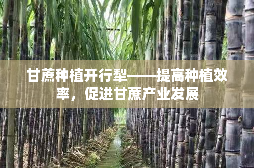 甘蔗种植开行犁——提高种植效率,促进甘蔗产业发展 甘蔗种植开行犁——提高种植效率,促进甘蔗产业发展