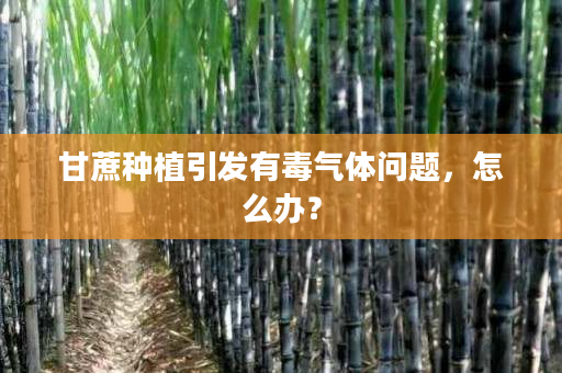 甘蔗种植引发有毒气体问题,怎么办? 甘蔗种植引发有毒气体问题,怎么办?