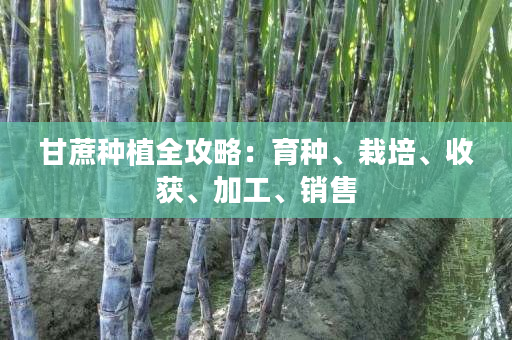 甘蔗种植全攻略:育种、栽培、收获、加工、销售 甘蔗种植全攻略:育种、栽培、收获、加工、销售