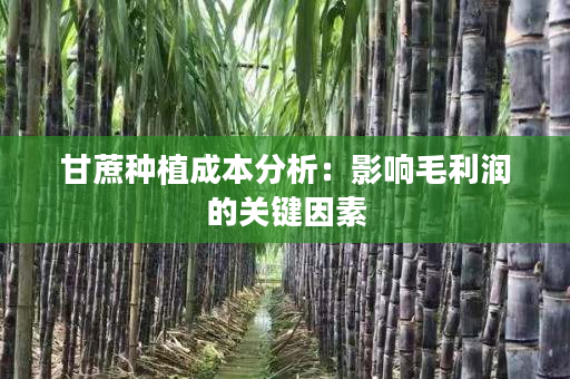 甘蔗种植成本分析:影响毛利润的关键因素 甘蔗种植成本分析:影响毛利润的关键因素