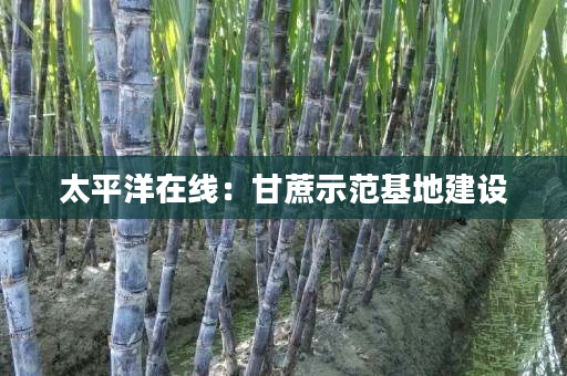 太平洋在线:甘蔗示范基地建设 太平洋在线:甘蔗示范基地建设