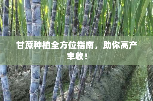 甘蔗种植全方位指南,助你高产丰收! 甘蔗种植全方位指南,助你高产丰收!