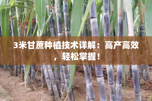 3米甘蔗种植技术详解：高产高效，轻松掌握！