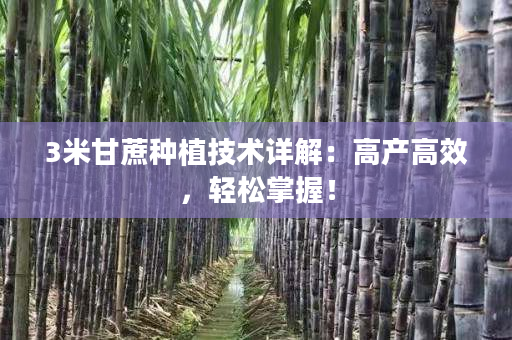 3米甘蔗种植技术详解:高产高效,轻松掌握! 3米甘蔗种植技术详解:高产高效,轻松掌握!